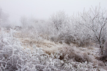 Snow-covered winter steppe during fog. Trees and grass covered with frost
