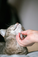 The gray striped cat lies in bed on the bed with woman's hand on a gray background. The hostess...