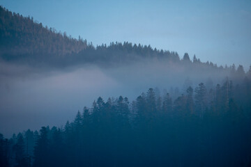 Spruce Forest on Foggy Autumn or Winter Day. Misty Mountain hills in fog on Cloudy Weather