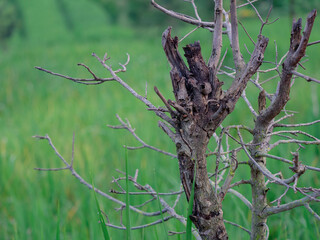 closeup rough surface tree trunk and branches without leaf in green forest background