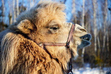 side view of a Bactrian or two-humped camel