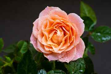 Salmon colored rose on black