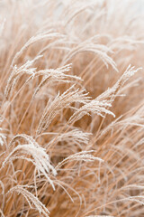 Abstract natural background of soft plants Cortaderia selloana. Frosted pampas grass on a blurry bokeh, Dry reeds boho style. Patterns on the first ice. Fluffy stems of tall grass under snow in winter