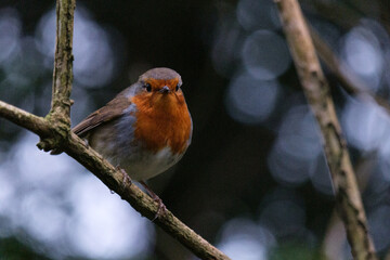 European Robin (Erithacus rubecula), Lagan River, Belfast, Northern Ireland, UK