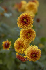 Yellow chrysanthemum flowers on a blurry green background