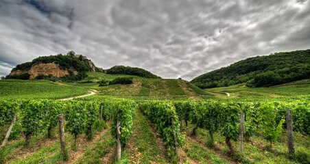 Vignoble jurassien sous Château-Châlon à Voiteur, France