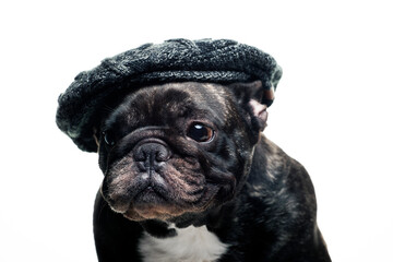 image of dog cap white background 