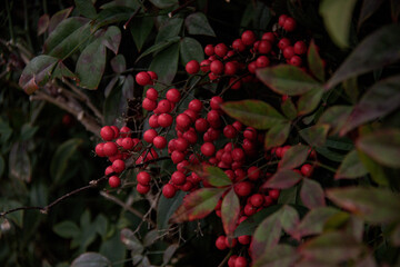 Red Berry Bush