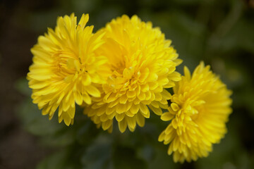 Yellow chrysanthemum flowers on a blurry green background