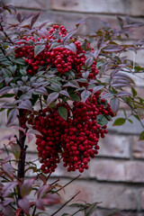 Red Berries Hanging 