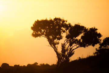 silhouette of a tree
