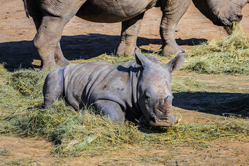 Obraz premium Africans Female Rhinoceros (Ceratotherium simum) with baby eating grass. South Africa.