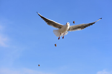 Sunny day, sea, seagull in flight catches pieces of bread

