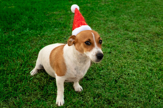 Cute Puppy Playing with his Santa Hat