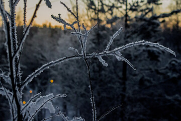 frost on the branches