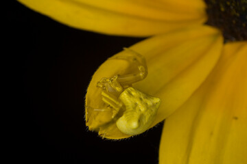 Crab spider on a yellow daisy flower aster, Extreme macro, nature