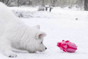 Obraz na płótnie Canvas portrait of a white dog winter snow ice white wolf white dog 