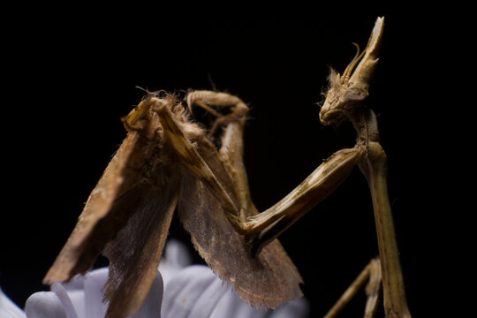 Empusa eating a moth on a black background, mantis macro photography