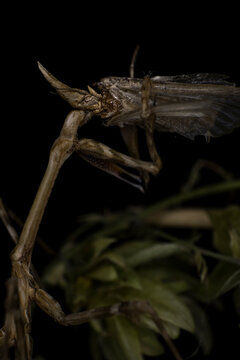 A cone-head mantis devour a moth, wildlife monster macro