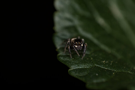 Extreme macro jumping spider slow motion looking for a prey on leaf