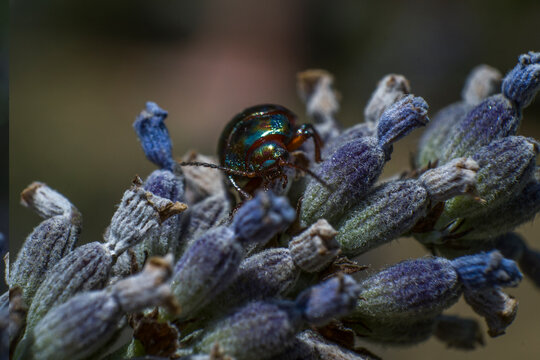 jewel bugs metallic shield bugs