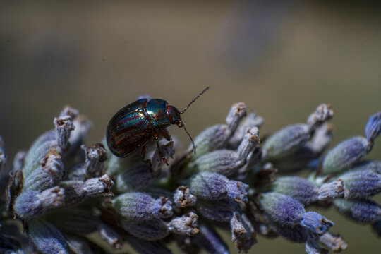 jewel metallic shield bug on a lavender flower, extreme macro photo