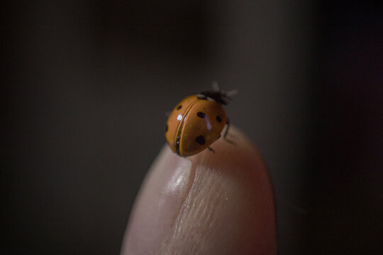 A tiny colorful lady beetle on a finger, extreme macro, coccinellid
