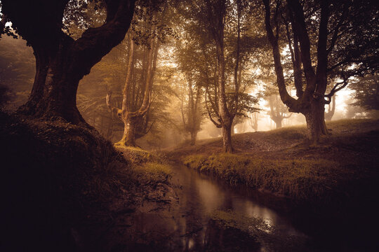 beech cloud forest in summer