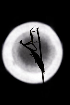 A Praying mantis silhouette in front of a circular bright light, macro