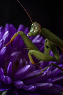 Alien looking green Praying Mantis on a purple Callistephus