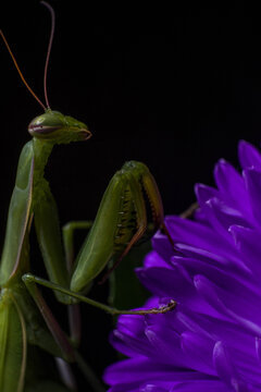 Alien looking green Praying Mantis on a purple Daisy flower