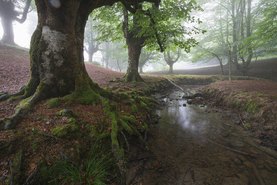 beech cloud forest in summer