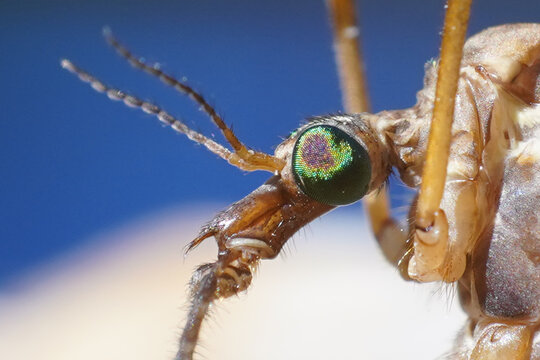 crane flies insect, extreme macro close up and details, scary monster