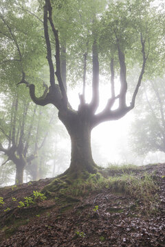 beech cloud forest in summer