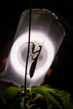 Backstage photo of a macro shooting, behind the scene, insect life