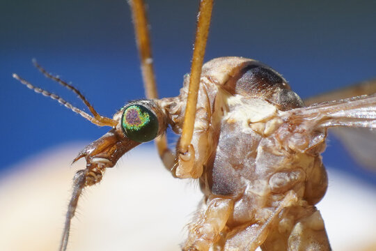 crane flies insect extreme macro close up, scary tipule monster body