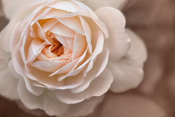 Peach rose on a brown background. Vintage beige style, muted shades