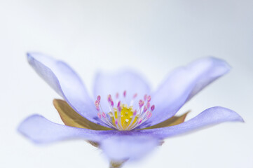 Blue spring flower Hepatica on a light blue background close up