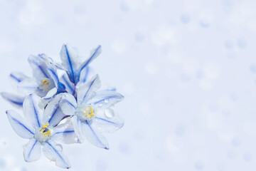 Blue spring flowers Puschkinia scilloides with water droplets on a light blue background