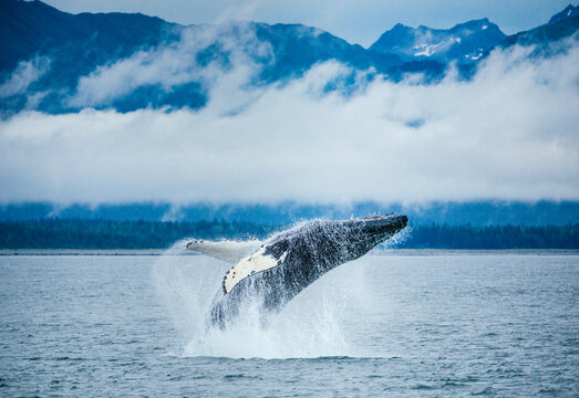 Adolescent humpack whale breaches in Alaska with snowy peaks behind