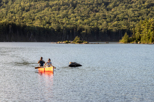 multi racial couple paddles canoe across peaceful lake in Maine woods