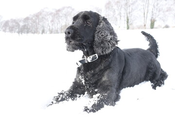 Cocker Spaniel in the snow 