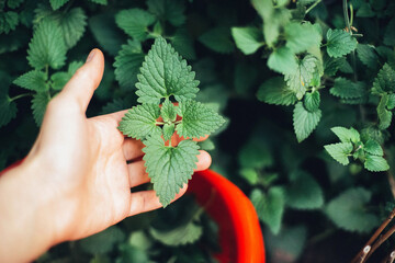 woman harvesting mint in the garden