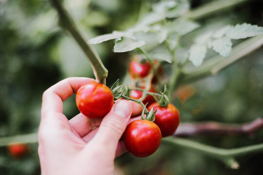Close-up of a woman's hands holding organic cherry tomatoes