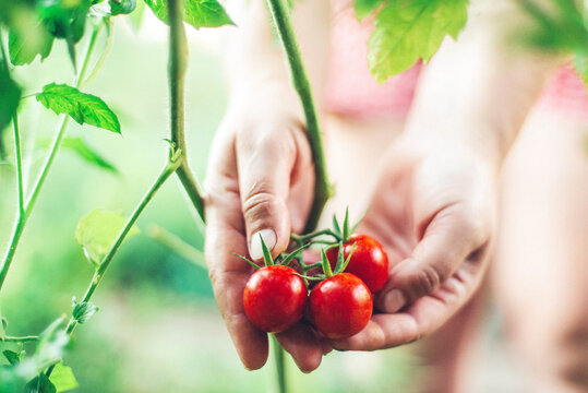 Close-up of a woman's hands holding organic cherry tomatoes