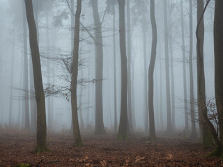 Obraz premium A beautiful picture of trees in the mist