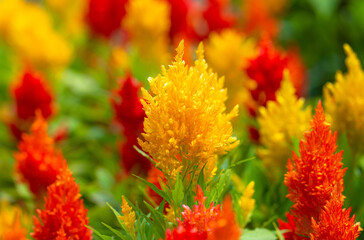 A festive collection of colorful red and yellow cleosia (Celosia plumosa) seedlings.  Closeup.