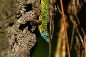 Iberian emerald lizard, Lacerta schreiberi, lizard on the trunk, selective focus