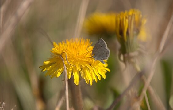 Fototapeta Blue butterfly sit on yellow common dandelion at spring sunny day 