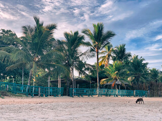 trees on the beach